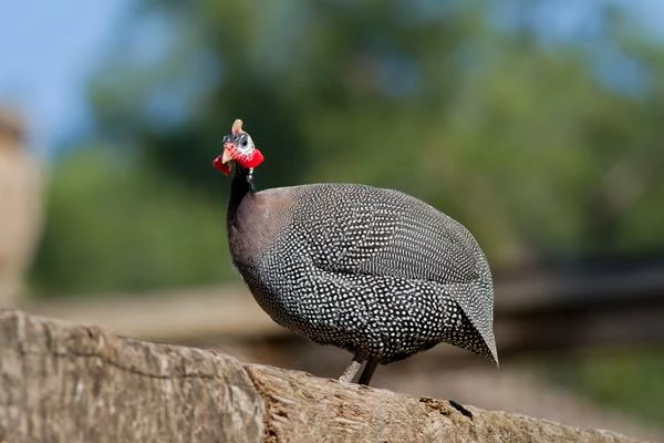 Which Country Produces the Most Duck, Goose and Guinea Fowl in the World?